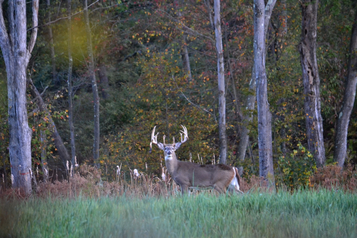 Guided Deer Hunts Pennsylvania