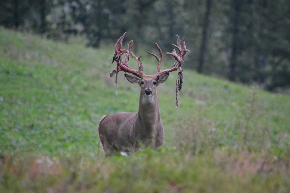 Early Season Trophy Deer Hunts