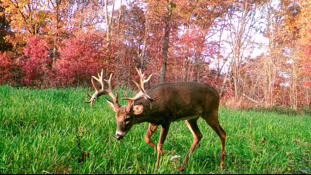 Rut Hunts