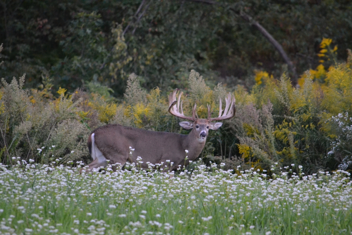 Managing with a High-Fence