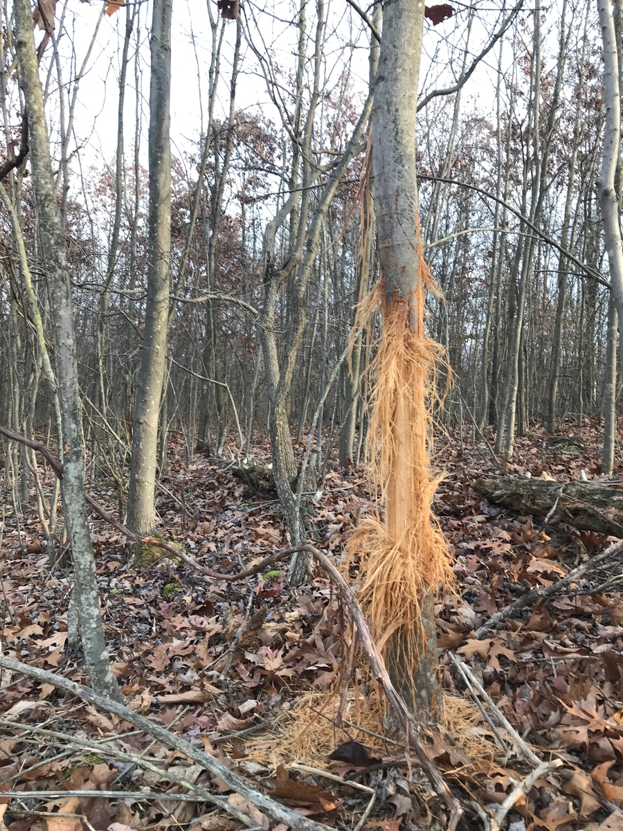 Trophy Whitetail Deer Hunts on Private Land High Fence Deer Hunts