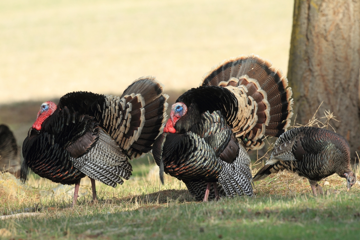 Pennsylvania Turkey Hunts Powder Ridge Outfitters